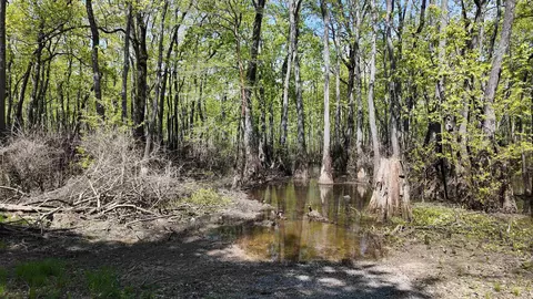 3225 Loop Rd, Holly Grove, AR 72069 photo 23