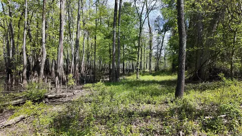 3225 Loop Rd, Holly Grove, AR 72069 photo 24