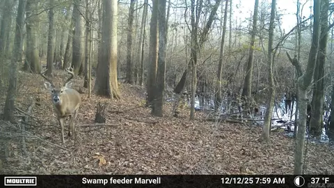 3225 Loop Rd, Holly Grove, AR 72069 photo 4