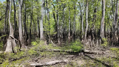 3225 Loop Rd, Holly Grove, AR 72069 photo 25