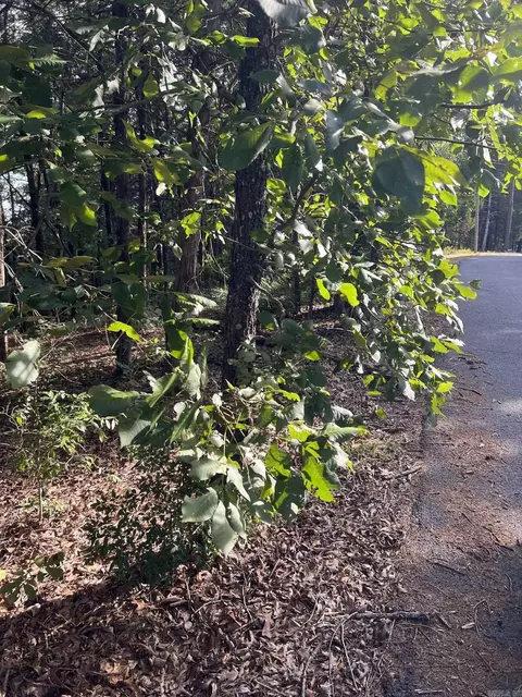 25 Katie Ln, Conway, AR 72032 photo 4