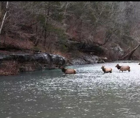 Other - 704 Osborne Rd, Saint Joe, AR 72675 photo 6 of 7