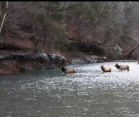 Other - 704 Osborne Rd, Saint Joe, AR 72675 photo 2 of 2