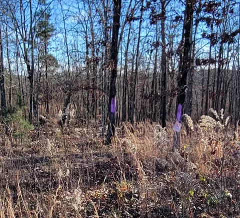 19 Manna Ln, Conway, AR 72032 photo 5