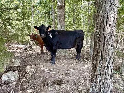 0 Corinth Rd, Ash Flat, AR 72513 photo 18