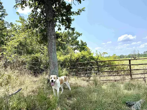 0 Corinth Rd, Ash Flat, AR 72513 photo 19