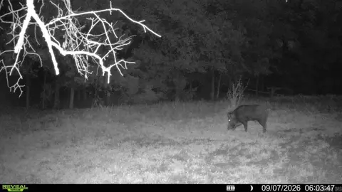 0 Corinth Rd, Ash Flat, AR 72513 photo 23