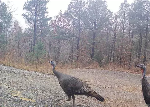 Other - 4 Gray Hawk Dr, Paron, AR 72122 photo 9 of 11