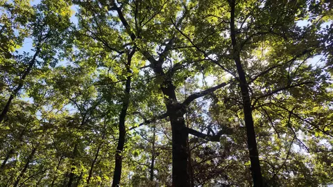 0 Bennett Rd, Bee Branch, AR 72013 photo 18