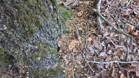 0 Bennett Rd, Bee Branch, AR 72013 photo 12