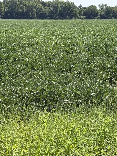 23666 Mickey Rd, Trumann, AR 72472 photo 34