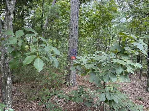 000 Na, Mountain View, AR 72560 photo 5
