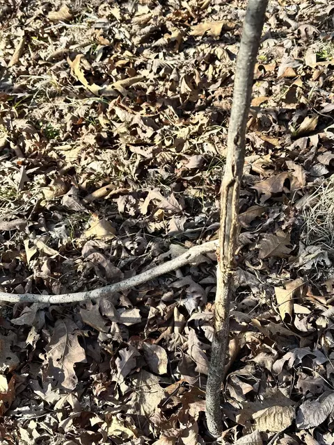 000 Dog Young, Mountain View, AR 72560 photo 26