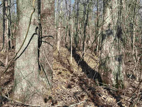 000 Dog Young, Mountain View, AR 72560 photo 17