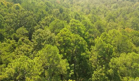 169 Brooke Ln, Bee Branch, AR 72013 photo 5
