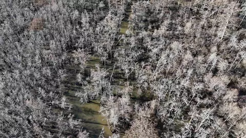 3225 Loop Rd, Marvell, AR 72366 photo 15