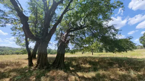 000 Bamber Rd, Mammoth Spring, AR 72554 photo 33