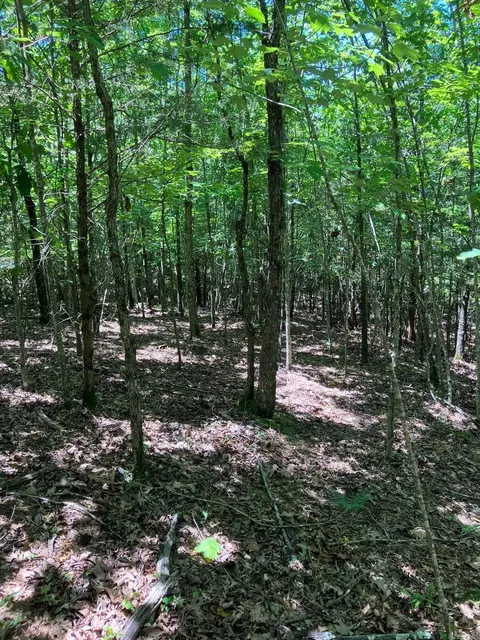 tbd Tract 4 Thompson Creek Lane Ln, Mena, AR 71953 photo 5