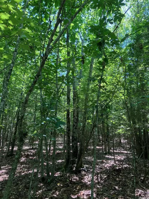 tbd Tract 4 Thompson Creek Lane Ln, Mena, AR 71953 photo 8