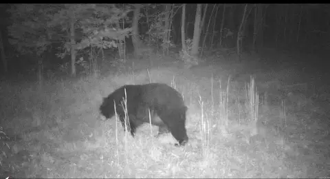 694 Old Hwy 66, Leslie, AR 72645 photo 5