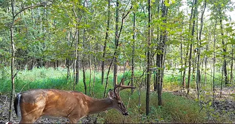 694 Old Hwy 66, Leslie, AR 72645 photo 3