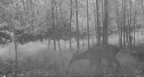 694 Old Hwy 66, Leslie, AR 72645 photo 9