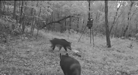 694 Old Hwy 66, Leslie, AR 72645 photo 8