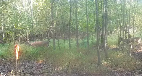 694 Old Hwy 66, Leslie, AR 72645 photo 10