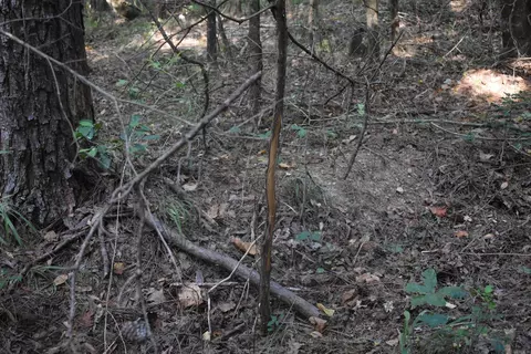 0000 Baker Rd, Grannis, AR 71944 photo 39