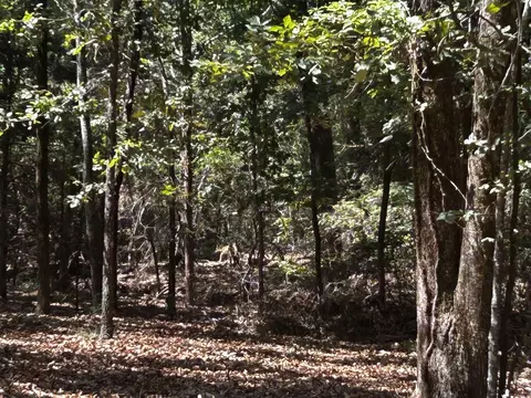 Tract A & Tract B, Cabot, AR 72023 photo 5