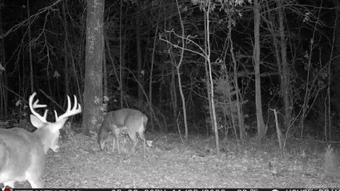 2561 Gutter Rd, Harriet, AR 72639 photo 19