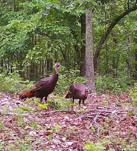 2561 Gutter Rd, Harriet, AR 72639 photo 24