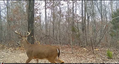2561 Gutter Rd, Harriet, AR 72639 photo 28