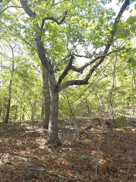 tbd Diamond Rose Ln, Mena, AR 71953 photo 16