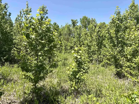 002 Burkett Flat Rd, Greenbrier, AR 72058 photo 29
