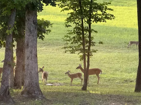 Other - 587 Owley Rd, Mount Ida, AR 71957 photo 11 of 11