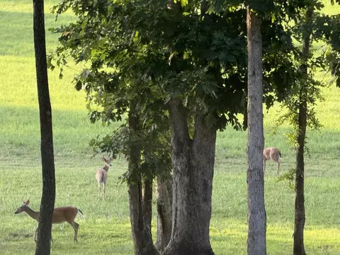 Other - 587 Owley Rd, Mount Ida, AR 71957 photo 10 of 11