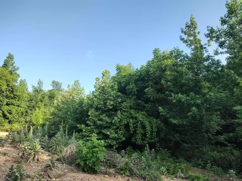 00 Roasting Ear Rd, Big Flat, AR 72617 photo 19