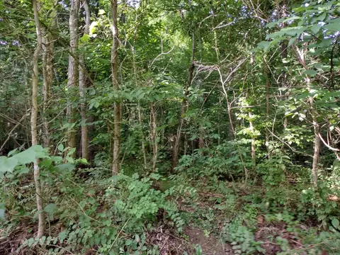 00 Roasting Ear Rd, Big Flat, AR 72617 photo 13