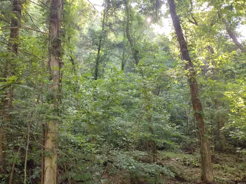 00 Roasting Ear Rd, Big Flat, AR 72617 photo 11