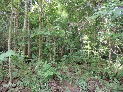 00 Roasting Ear Rd, Big Flat, AR 72617 photo 14