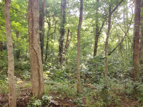 00 Roasting Ear Rd, Big Flat, AR 72617 photo 4