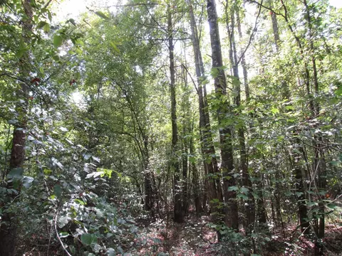 000 Brushy Creek Rd, Rison, AR 71665 photo 29