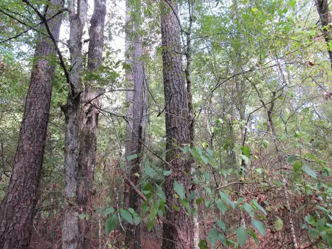 000 Brushy Creek Rd, Rison, AR 71665 photo 42