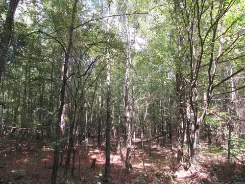 000 Brushy Creek Rd, Rison, AR 71665 photo 31