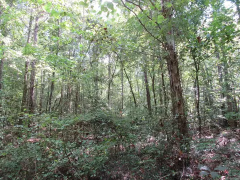 000 Brushy Creek Rd, Rison, AR 71665 photo 30