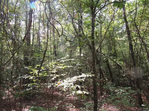 000 Brushy Creek Rd, Rison, AR 71665 photo 36