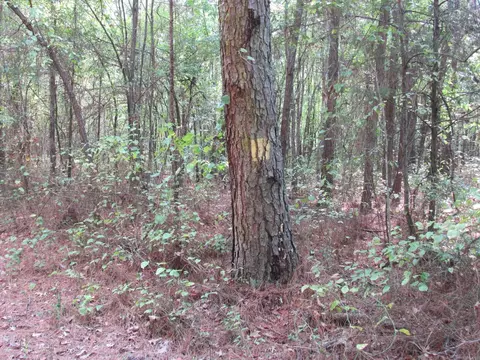 000 Brushy Creek Rd, Rison, AR 71665 photo 43