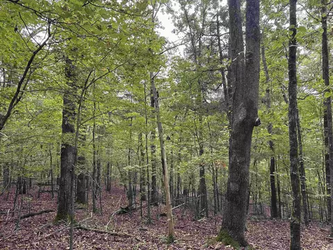 000 Nc 167, Jasper, AR 72641 photo 21