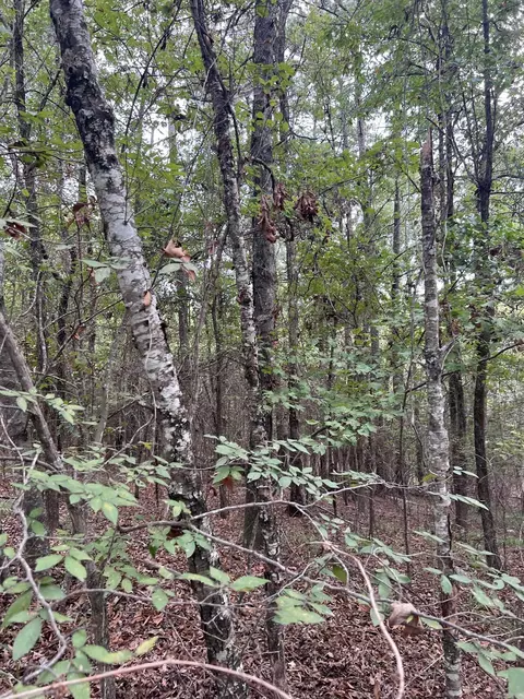 tbd N Apt 2 N Chaparral, Mena, AR 71953 photo 17